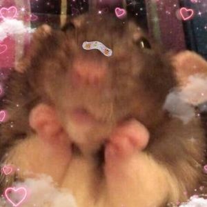 Meet your Posher, Izzy